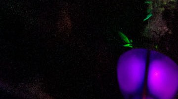 La cinta animada fue la primera en la historia de los estudios Disney en la que una mujer de raza negra fue la protagonista y además princesa