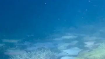 Descubren en el Pacífico el coral más grande del mundo