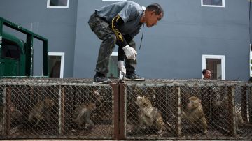 Monos acorralan a policías en comisaría de Tailandia
