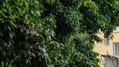 Argentina denuncia nuevo "asedio" a su embajada en Caracas
