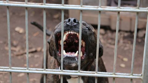 Dos agentes fueron mordidos por el perro cuando se abalanzó sobre ellos y uno de ellos disparó contra el animal.