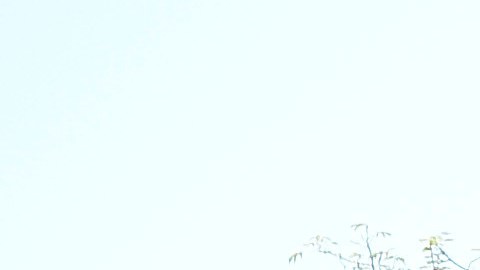 A pedestrian walks by the CBS Television City studios, Friday, July 3, 2020, in Los Angeles. (AP Photo/Chris Pizzello)