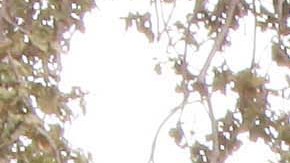 Students at Sequoia High School in Redwood City Calif. make their way bak to class after a special assembly on Thursday, Sept. 18, 2014. During the assembly Facebook gifted 50 laptops to the school and CEO Mark Zuckerberg answered questions in front of hundreds of students as part of Facebook's campaign to encourage students to pursue careers in science, technology, engineering and math or what are otherwise known as STEM fields. (AP Photo/Alex Washburn)