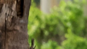 FEMA está regresando al área que el empleado despedido decidió no ayudar.