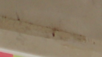 Un pavo enorme se vende para la cena de Acción de Gracias.