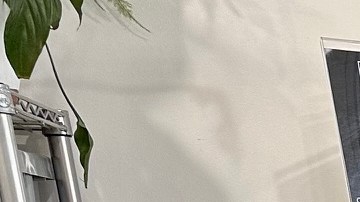 Miguel Michael encuentra refugio en Bienestar.