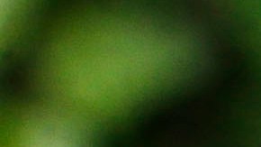 Adrian G. Hunsberger, a Urban Horticulture Agent of the University of Florida, shows a Carambola, also known as starfruit, among the many fruits that have been quarantined, Wednesday, Sept. 9, 2015, in Homestead, Fla. Agriculture officials have quarantined about 85 square miles of South Florida farmland amid concerns of an outbreak of the Oriental fruit fly. Spokeswoman Jennifer Meale says the state's agriculture department is working "around the clock" to contain flies in an area that houses some of South Florida's largest packing houses. (AP Photo/Alan Diaz)