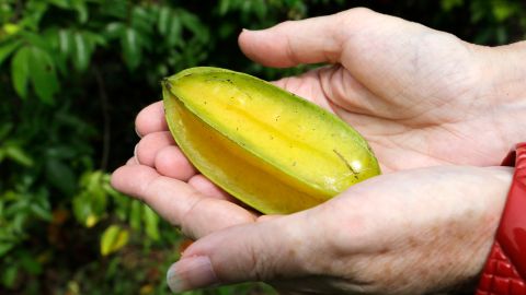 Adrian G. Hunsberger, a Urban Horticulture Agent of the University of Florida, shows a Carambola, also known as starfruit, among the many fruits that have been quarantined, Wednesday, Sept. 9, 2015, in Homestead, Fla. Agriculture officials have quarantined about 85 square miles of South Florida farmland amid concerns of an outbreak of the Oriental fruit fly. Spokeswoman Jennifer Meale says the state's agriculture department is working "around the clock" to contain flies in an area that houses some of South Florida's largest packing houses. (AP Photo/Alan Diaz)