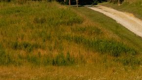 Nissan Rogue Rock Creek 2025 diseño práctico y audaz