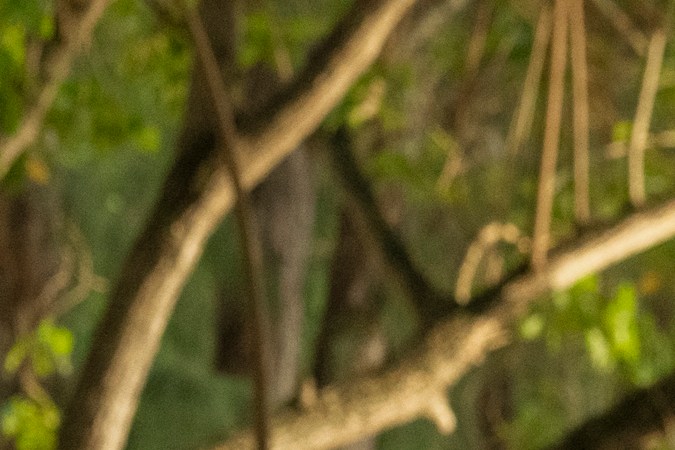 Chris Evans Dwayne Johnson Red One