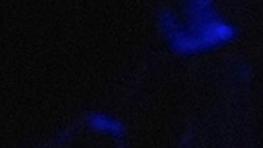 Donald Trump, ganador de las elecciones