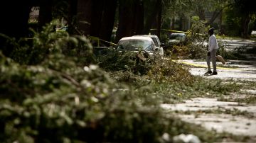 J.W. Young cleans up fallen branches caused by the Santa Ana winds on Santa Rosa Avenue, Thursday, Dec. 1, 2011, in Pasadena, Calif. Some of the fiercest winds in years slam California and move across the West, with gusts near 100 mph flipping trees and trucks, snarling air traffic and knocking out power to hundreds of thousands. (AP Photo/Bret Hartman)