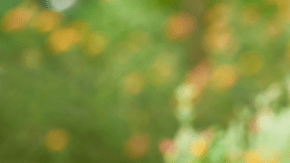 En la ciudad de Los Ángeles, un césped de 1,500 pies cuadrados requiere alrededor de 43,000 galones de agua por año.