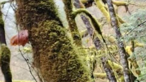 Lane-Fournier, también conocida con el nombre de "Phoenix", mide 1,57 metros, pesa 70 kilos y tiene el pelo castaño rojizo.