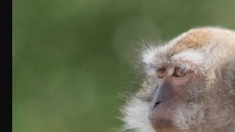 La policía dijo que están trabajando con el personal del Centro de Investigación de Primates Alpha Genesis para encontrar a los fugitivos.