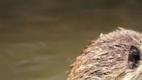 A este roedor se lo conoce como coipo, coipú, nutria, castor de pantano, rata de pantano o rata de río.