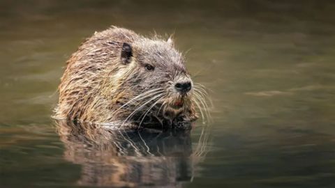 A este roedor se lo conoce como coipo, coipú, nutria, castor de pantano, rata de pantano o rata de río.