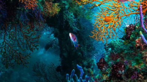 El triángulo coralino abarca Malasia, Filipinas, Indonesia, Papúa Nueva Guinea, Timor Oriental y las Islas Salomón.