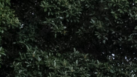 El director ejecutivo de COFEM Francisco Moreno habla durante una conferencia de prensa en Los Angeles.