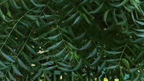 la frontera sur de México se consolidó en octubre como la zona más insegura del país