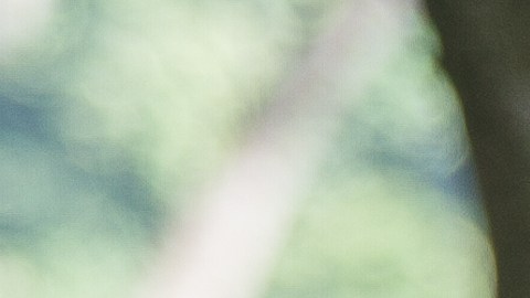 todos los primates recuperados gozan de buena salud.