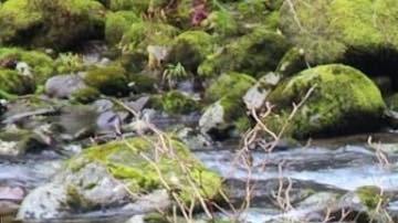 Lane-Fournier, también conocida con el nombre de Phoenix, mide 1,57 metros, pesa 70 kilos y tiene cabello castaño rojizo.