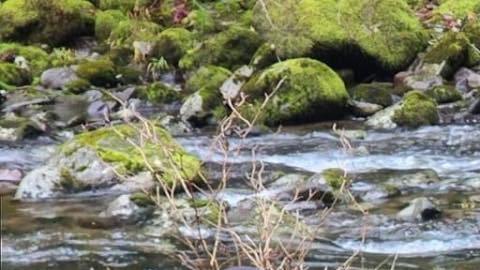 Lane-Fournier, también conocida con el nombre de Phoenix, mide 1,57 metros, pesa 70 kilos y tiene cabello castaño rojizo.