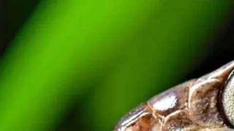 Las serpientes arbóreas marrones comen fácilmente animales que ya están muertos.