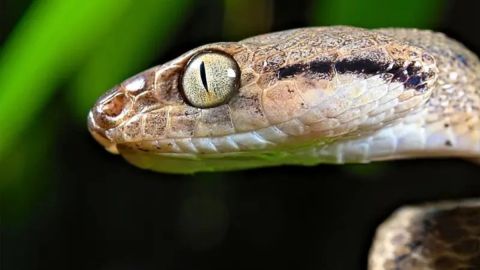 Las serpientes arbóreas marrones comen fácilmente animales que ya están muertos.