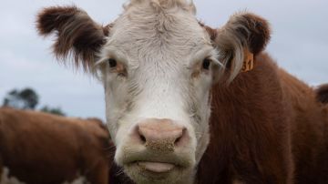 "Oro bovino": el negocio millonario de vender cálculos biliares de vacas de Sudamérica a China