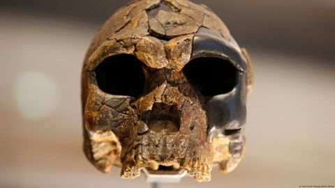 El estudio publicado en "Nature Communications" podría redefinir el panorama de la especie humana en Asia. En la foto, un cráneo de un "Homo sapiens".