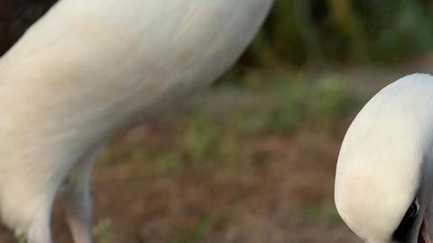 Wisdom, la legendaria albatros de Laysan, aparece a la derecha con la marca roja en la pata junto a su nueva pareja mientras admiran su huevo recién puesto.