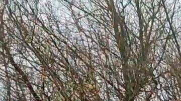 Ucrania repele los primeros ataques de soldados norcoreanos