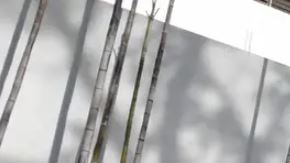 Milei exige a Maduro "liberación inmediata" de gendarme