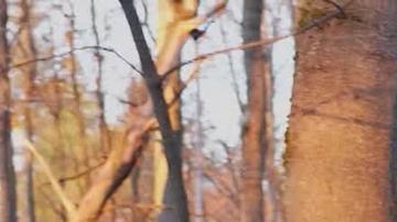 Un tanque militar en el frente fronterizo de Kursk, donde un jefe militar estadounidense dijo el martes (17.12.202) que "cientos" de soldados norcoreanos fueron eliminados.