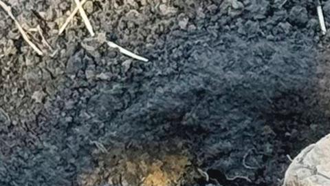 El propietario del huerto confundió inicialmente los enormes dientes fosilizados con pelotas de béisbol mientras cultivaba en su patio trasero.