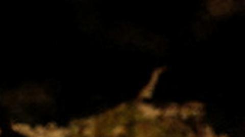 Un ratón espinoso, hallazgo de la expedición RAP en el Alto Mayo, Perú.