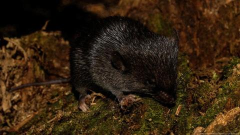 Un ratón espinoso, hallazgo de la expedición RAP en el Alto Mayo, Perú.