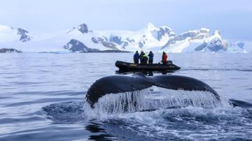 La épica migración de una ballena que partió de Colombia y apareció a más de 13.000 km en la costa de Zanzíbar