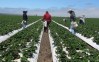 Se estima que el 40% de los trabajadores agrícolas son indocumentados.