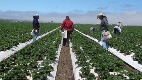 Se estima que el 40% de los trabajadores agrícolas son indocumentados.
