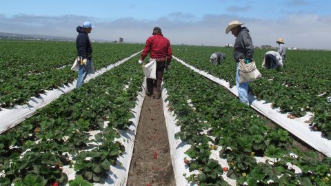 Se estima que el 40% de los trabajadores agrícolas son indocumentados.