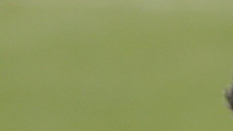 Óscar García Junyent (i) exentrenador del Celta de Vigo, aparece junto a Quique Setién durante un partido de LaLiga.