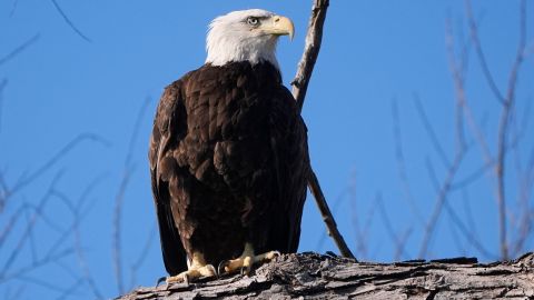 Biden firma un proyecto de ley que convierte oficialmente al águila calva en el ave nacional de Estados Unidos