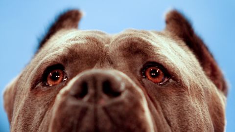 An Italian Cane Corsoi Mastif , named Cirino, watches as he competes at the Tenth Annual AKC Eukanuba National Championship dog show on Sunday Dec. 5,2010 in Long Beach, Calif. (AP Photo/Richard Vogel)