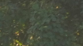 Migrants walk along the highway in Huixtla, southern Mexico, heading toward the country's northern border and ultimately the United States, Thursday, Nov. 7, 2024. (AP Photo/Moises Castillo)