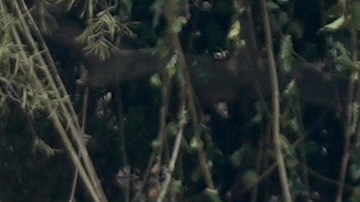 Resident sift through their fire-damage property after the Franklin Fire swept through Wednesday, Dec. 11, 2024, in Malibu, Calif. (AP Photo/Damian Dovarganes)