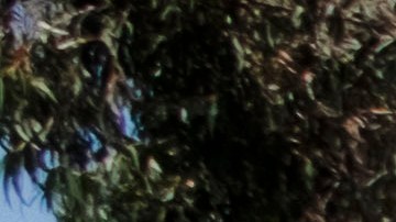 Burned crosses are seen outside the Sylmar Christian Fellowship Church on Thursday, July 6, 2023 in the Sylmar section of Los Angeles. Three wooden crosses outside the small Los Angeles church were found burned early Thursday and authorities say the fire is being investigated as a possible hate crime. (AP Photo/Richard Vogel)