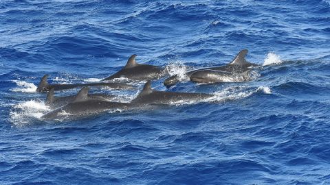 Delfines