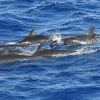 Delfines